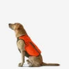 Gilet De Protection Pour Chien Supertrack -Plein Air Boutique gilet de protection pour chien supertrack
