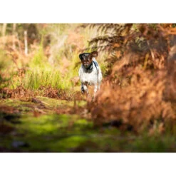 PACK COLLIER + TÉLÉCOMMANDE DE DRESSAGE POUR CHIEN NUM'AXES CANICOM 1500 -Plein Air Boutique pack collier telecommande de dressage pour chien numaxes canicom 1500 3